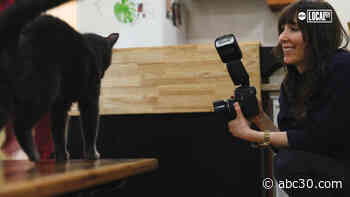 Brooklyn photographer redefining the cat lady stereotype with blog Girls and Their Cats