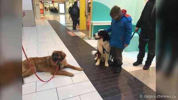 Southcentre Mall revisits pro-dog stance after being overrun with pooches