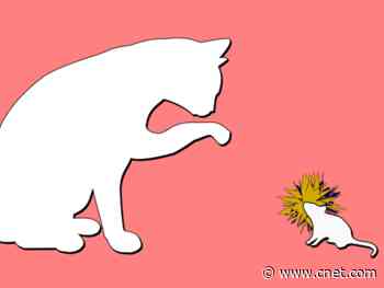 Breakthrough study dispels myth of 'mind-control parasite' Toxoplasma     - CNET