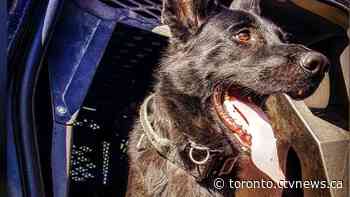 Man charged after police dog assaulted in Oshawa