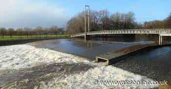 Young woman desperately clung on to tree after going into River Taff at Blackweir to get struggling dog