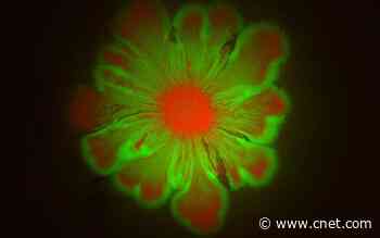 Scientists accidentally turn E. coli into beautiful bacterial art     - CNET