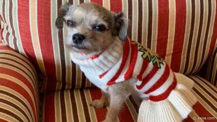 Photos: National Dress Your Pet Day