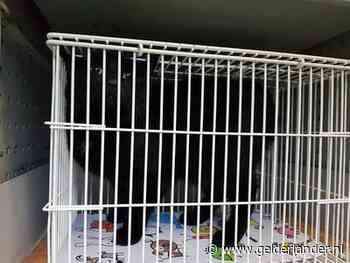 Kat Smoes reist 35 kilometer onder motorkap van Zevenaar naar Otterlo