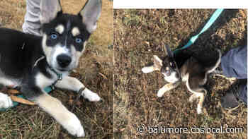 Woman Charged In Armed Robbery Of Lobo The Dog