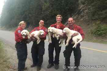 SPCA urges province to include mandatory plans for pets during emergencies