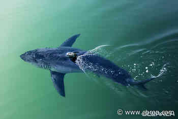 Several great white sharks spotted in the Gulf, and more are behind them