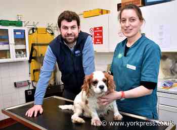 Green Vets, Acomb, seals deal with RSPCA