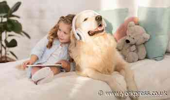 PAWFECT NEWS: Spotify launches playlists for pets