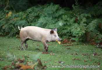 Investigation after protesters invade Antrim pig farm