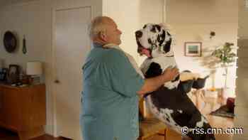 Spotify now has playlists for your dog, your cat and even your hamster