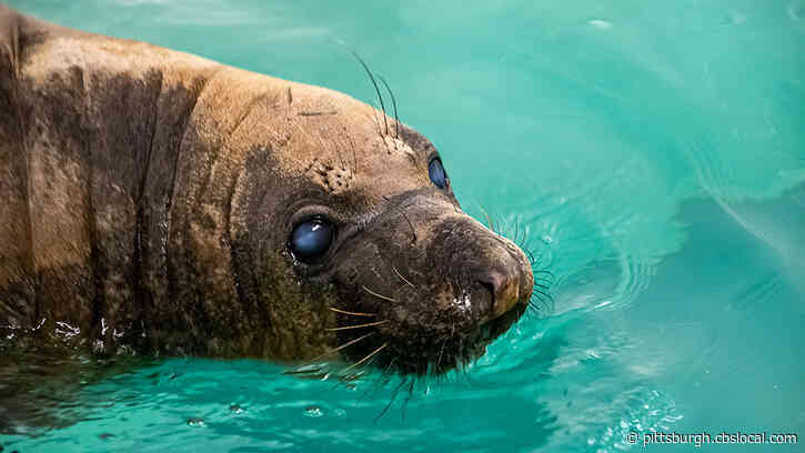 Pittsburgh Zoo & PPG Aquarium Welcomes Nessie, The Northern Elephant Seal, To The Water’s Edge