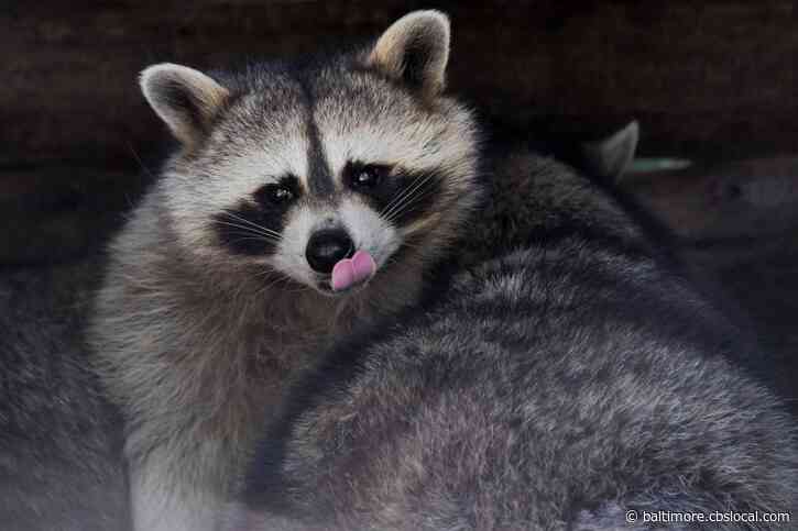 Raccoon Found In Severna Park Tests Positive For Rabies