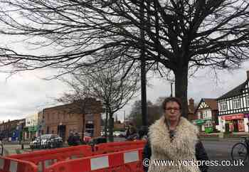 Plea to save tree in Acomb