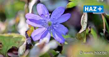 Warmer Winter: In Herrenhausen blühen Blumen – und die Gärtner zupfen Unkraut