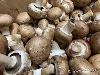 Just add water: NASA thinks your future Mars home could be made of fungi     - CNET