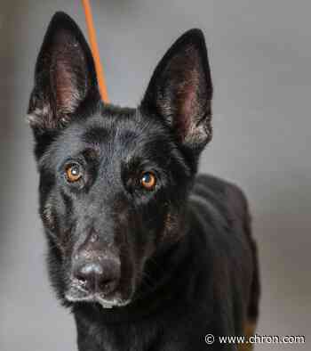 Pets of the Week: Meet Stella Rose, the dog found tied up and abandoned, and others that need homes