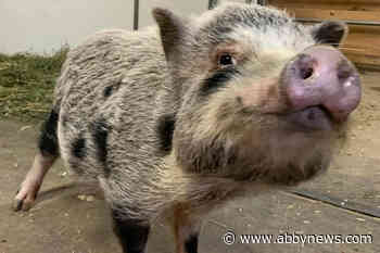 ‘Marigold’ the pot-bellied pig surrendered in Fraser Valley cruelty investigation