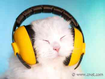 How to make a Spotify playlist for your pet     - CNET