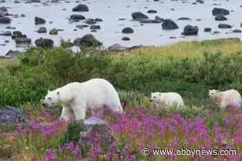 Canadian polar bears’ ‘ingenious’ survival seen in BBC Earth series