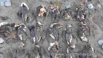 Zehntausende tote Vögel: Hitzewelle im Meer löste Massensterben vor US-Küste aus