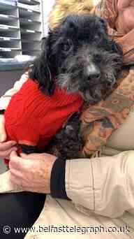 Stowaway Northern Ireland poodle found after 300-mile English adventure