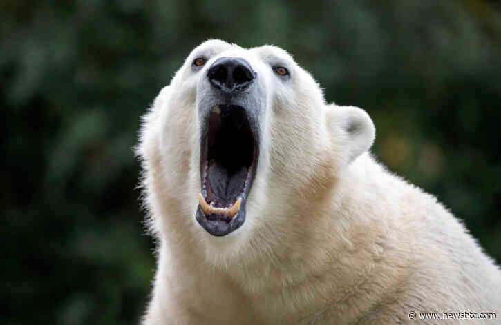 Bitcoin Just Rejected $8,900 in a Short-Term Top Structure: Traders Fear Bear Trend Isn’t Over