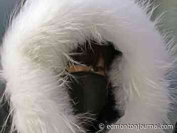 Edmonton weather: How 'bout a little snow with your extreme cold?