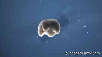 World's First 'Living Robots' Created by Scientists, Using Stem Cells