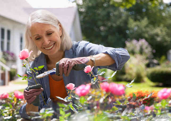 Deadheading in the winter keeps the garden healthy