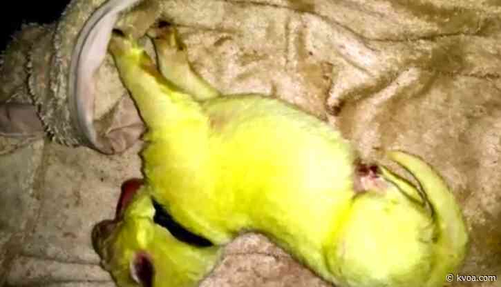 Not easy being green: North Carolina dog births unique puppy
