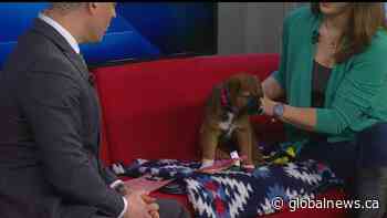 Adopt a Pet: Bandita and her 4 siblings look for their forever homes