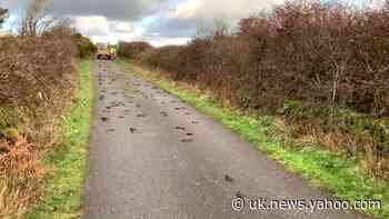 Starlings took avoiding action before hitting road, say police