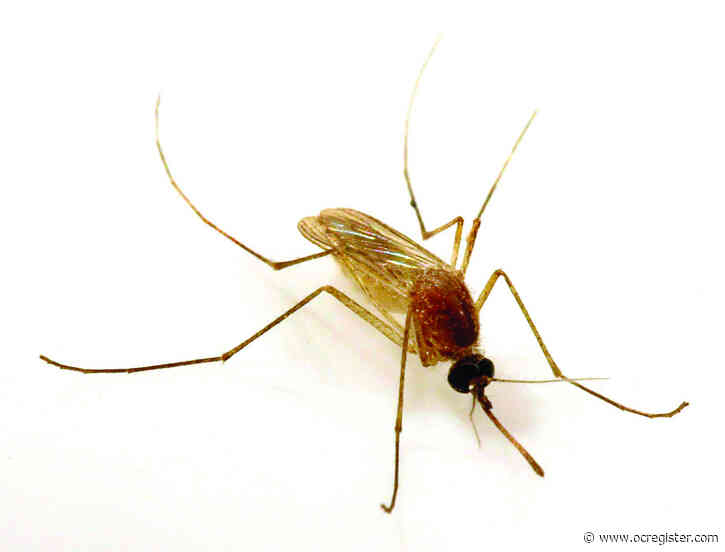 Master Gardener: How to keep mosquitos away