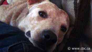 Death-row dog loses fight for life as Supreme Court of Canada rejects owner's bid to appeal