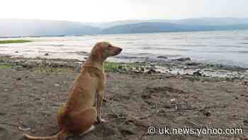 Dog comes ‘running through the ash’ to be rescued from volcano island