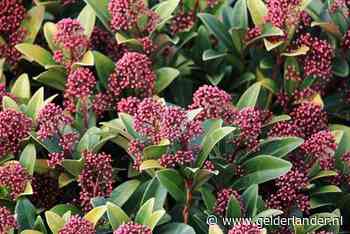 Deze struiken zorgen in de winter voor een goede ruggengraat in de tuin