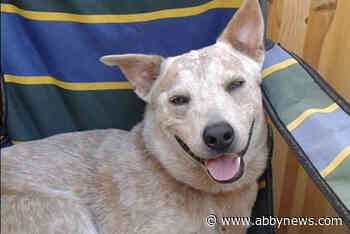 Dog on ‘death row’ to be euthanized after B.C. owner loses last bid to appeal