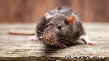 Old Bailey murder trial temporarily suspended due to rodent in the dock
