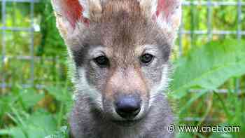Scientists surprised by wolf puppies playing fetch     - CNET