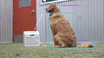 New AI dog trainer uses computer vision and a treat launcher     - CNET