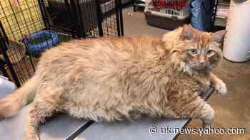 Bazooka, the 35lb cat, finds a forever home