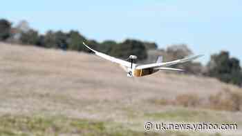 ‘PigeonBot’ could help scientists develop drones that mimic birds