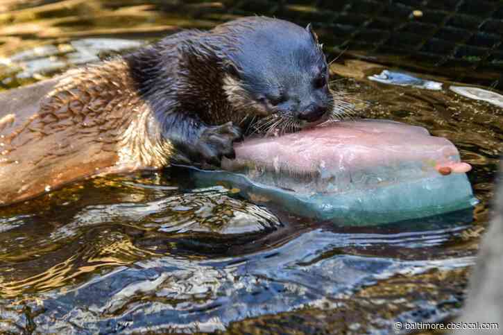 Maryland Zoo’s Mary The Otter Celebrates 20th Birthday
