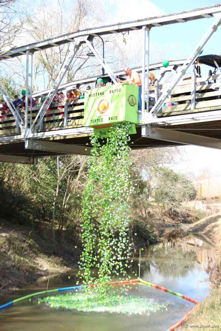 Why 13,000 plastic turtles will bob in an Alvin bayou