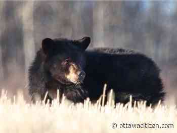 Good advice: Don't take a selfie with the bears wandering Gatineau Park ski trails