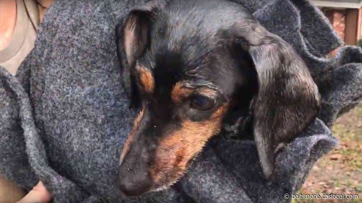 WATCH: Firefighters Use K9 Oxygen Mask To Save Dog From House Fire