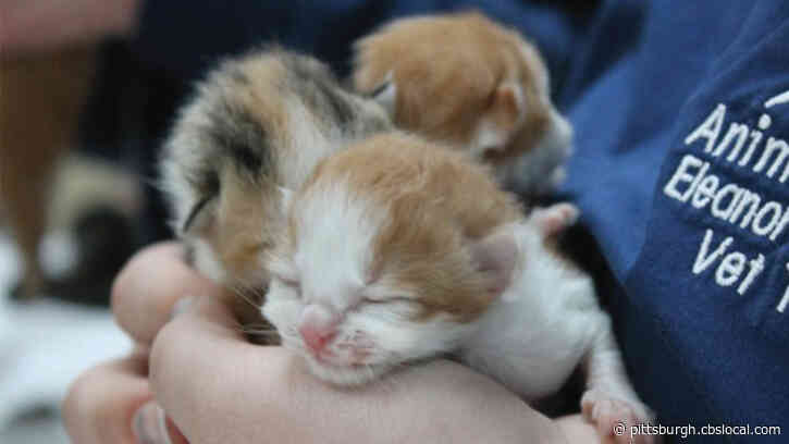 24 Cats And Kittens Rescued From McKees Rocks Home With Deplorable Conditions