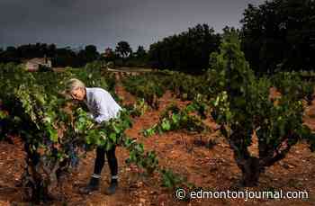 Wine column: Spain's Monastrell grape produces dense, powerful red wines