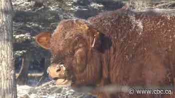 Don't feel bad for cows grazing in –40 weather — they've got a secret weapon